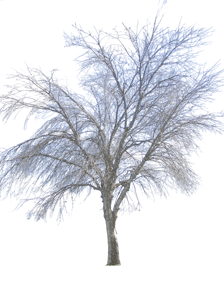 clipart winter tree - photo #39