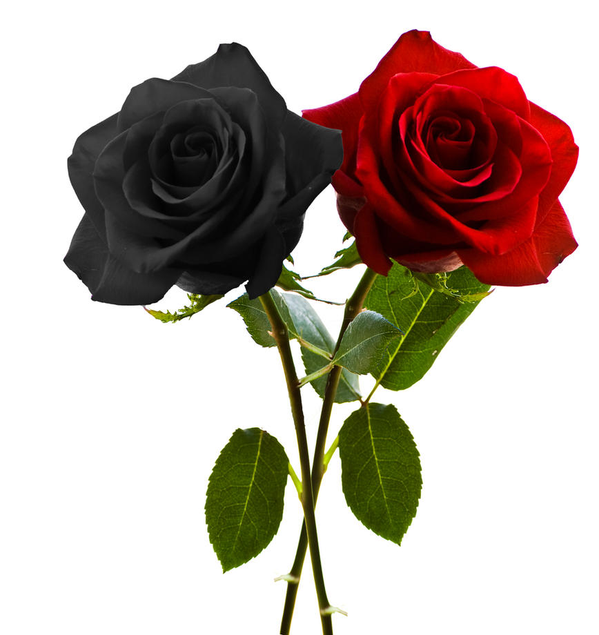 red_and_black_rose_by_time84.jpg