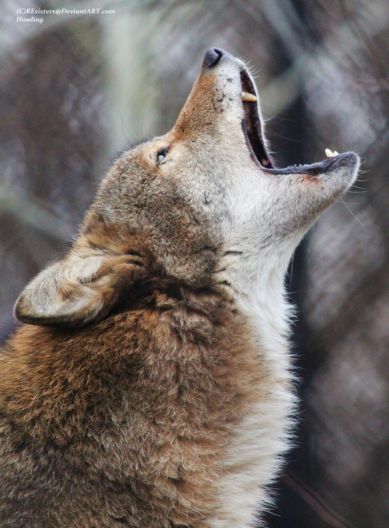 howling_by_resisters-d4t5ch4.jpg